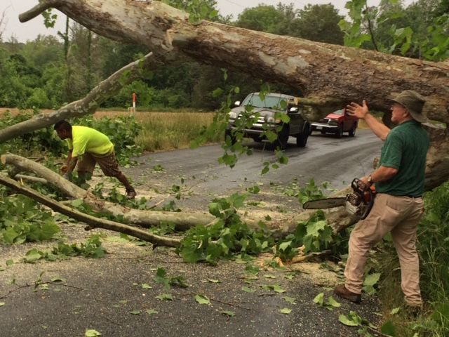 Tree blocks road